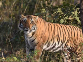 mp news tiger attacked